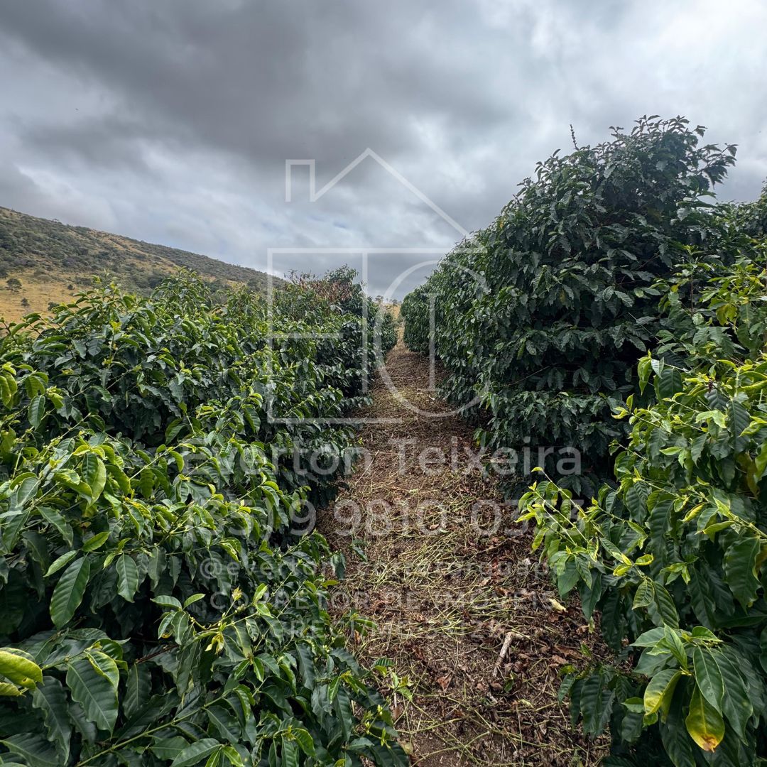 Sítio Mundo Novo - área verde